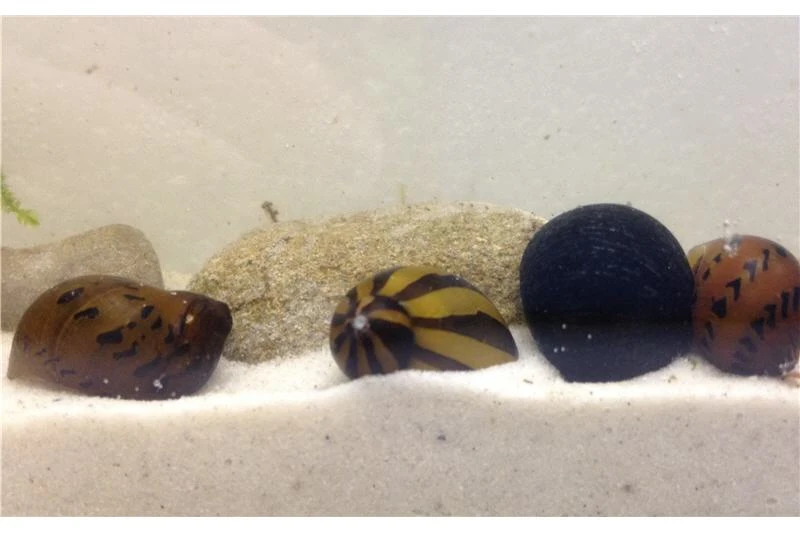 Rennschnecken-Bundle: 5x Rennschnecke Im Farbmix 2 Rennschnecken-Bundle: 5x Rennschnecke Im Farbmix – Bild 2