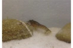 Kleinster Zwergflußkrebs - Cambarellus Diminutus - Paar + Handgemachte Krebshöhle -Tier Produkt Geschäft IMG 0479