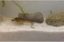 Kleinster Zwergflußkrebs - Cambarellus Diminutus - Paar + Handgemachte Krebshöhle -Tier Produkt Geschäft IMG 0481