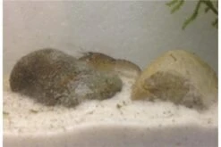 Kleinster Zwergflußkrebs - Cambarellus Diminutus - Paar + Handgemachte Krebshöhle -Tier Produkt Geschäft IMG 0482