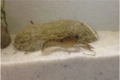 Kleinster Zwergflußkrebs - Cambarellus Diminutus - Paar + Handgemachte Krebshöhle -Tier Produkt Geschäft IMG 0485