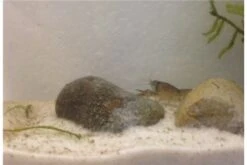 Kleinster Zwergflußkrebs - Cambarellus Diminutus - Paar + Handgemachte Krebshöhle -Tier Produkt Geschäft IMG 0486