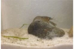 Kleinster Zwergflußkrebs - Cambarellus Diminutus - Paar + Handgemachte Krebshöhle -Tier Produkt Geschäft IMG 0487