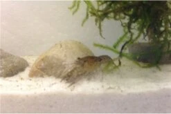 Kleinster Zwergflußkrebs - Cambarellus Diminutus - Paar + Handgemachte Krebshöhle -Tier Produkt Geschäft IMG 0488