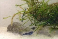 Tiger-Bundle: 10 X Blaue Tigergarnele, Caridina Cf. Cantonensis + Portion Javamoos -Tier Produkt Geschäft IMG 0494