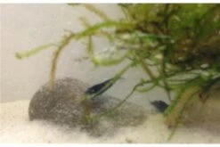 Tiger-Bundle: 10 X Blaue Tigergarnele, Caridina Cf. Cantonensis + Portion Javamoos -Tier Produkt Geschäft IMG 0498