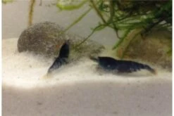 Tiger-Bundle: 10 X Blaue Tigergarnele, Caridina Cf. Cantonensis + Portion Javamoos -Tier Produkt Geschäft IMG 0502