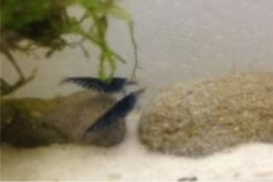 Tiger-Bundle: 10 X Blaue Tigergarnele, Caridina Cf. Cantonensis + Portion Javamoos -Tier Produkt Geschäft IMG 0504