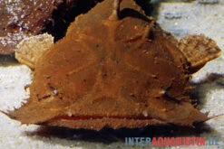 Indonesischer Großmaulwels, Chaca Bankanensis 7 Indonesischer Großmaulwels, Chaca Bankanensis -Tier Produkt Geschäft Indonesischer Grossmaulwels Chaca bankanensis 2