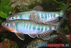 Japanischer Drachenfisch, Zacco Platypus (Kaltwasser & Warmwasser), 7-10 Cm -Tier Produkt Geschäft Japanischer Drachenfisch Zacco platypus neu 1