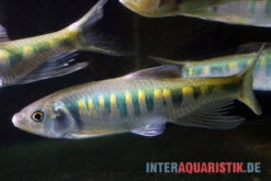 Japanischer Drachenfisch, Zacco Platypus (Kaltwasser & Warmwasser), 7-10 Cm -Tier Produkt Geschäft Japanischer Drachenfisch Zacco platypus neu 2