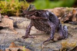 Java Zipfelfrosch, Megophrys Montana -Tier Produkt Geschäft Java Zipfelfrosch Megophrys montana 3