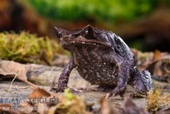 Java Zipfelfrosch, Megophrys Montana -Tier Produkt Geschäft Java Zipfelfrosch Megophrys montana 4