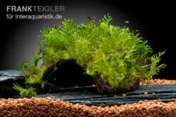 Oranger Zwergflußkrebs - Cambarellus CPO-Paar + Bepflanzte Kokosnusshöhle -Tier Produkt Geschäft Javamoos Vesicularia dubyana auf Kokosnusshoehle neu 2