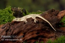 Jungferngecko, Lepidodactylus Lugubris -Tier Produkt Geschäft Jungferngecko Lepidodactylus lugubris1