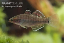Kaisergrundel, Hypseleotris Compressa, 4-5 Cm -Tier Produkt Geschäft Kaisergrundel Hypseleotris compressa