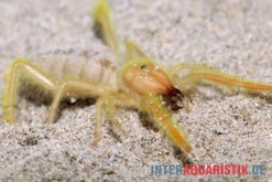 Kamelspinne, Galeodes Sp. -Tier Produkt Geschäft Kamelspinne Walzenspinne Galeodes sp 5