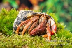 Karibik-Einsiedlerkrebs, Coenobita Clypeatus -Tier Produkt Geschäft Karibik Einsiedlerkrebs Coenobita clypeatus neu 2