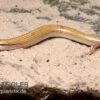 Keilschleiche, Chalcides Sepsoides