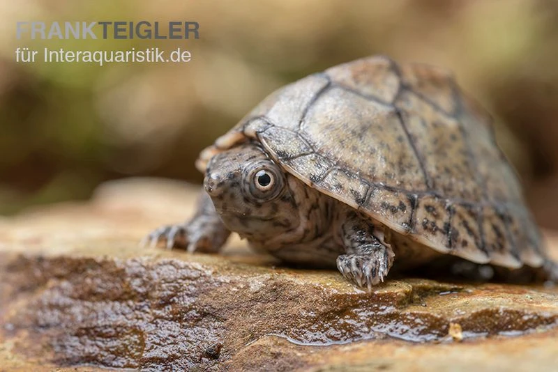 Gekielte Moschusschildkröte, Kinosternon Carinatum 1 Gekielte Moschusschildkröte, Kinosternon Carinatum
