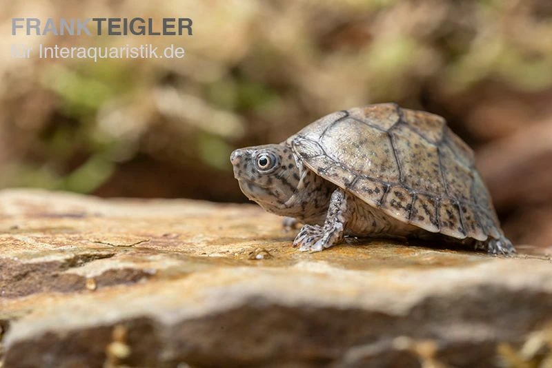 Gekielte Moschusschildkröte, Kinosternon Carinatum 4 Gekielte Moschusschildkröte, Kinosternon Carinatum – Bild 4