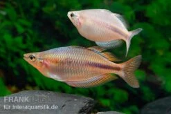 Kiura-Regenbogenfisch, Melanotaenia Cf. Goldiei "Kiura", 5 Tiere -Tier Produkt Geschäft Kiura Regenbogenfisch Melanotaenia cf goldiei Kiura 2 Paare 2