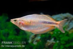 Kiura-Regenbogenfisch, Melanotaenia Cf. Goldiei "Kiura", 5 Tiere -Tier Produkt Geschäft Kiura Regenbogenfisch Melanotaenia cf goldiei Kiura 2 Paare 3