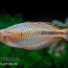 Kiura-Regenbogenfisch, Melanotaenia Cf. Goldiei "Kiura", 5 Tiere