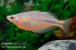 Kiura-Regenbogenfisch, Melanotaenia Cf. Goldiei "Kiura", 5 Tiere -Tier Produkt Geschäft Kiura Regenbogenfisch Melanotaenia cf goldiei Kiura 2 Paare 5