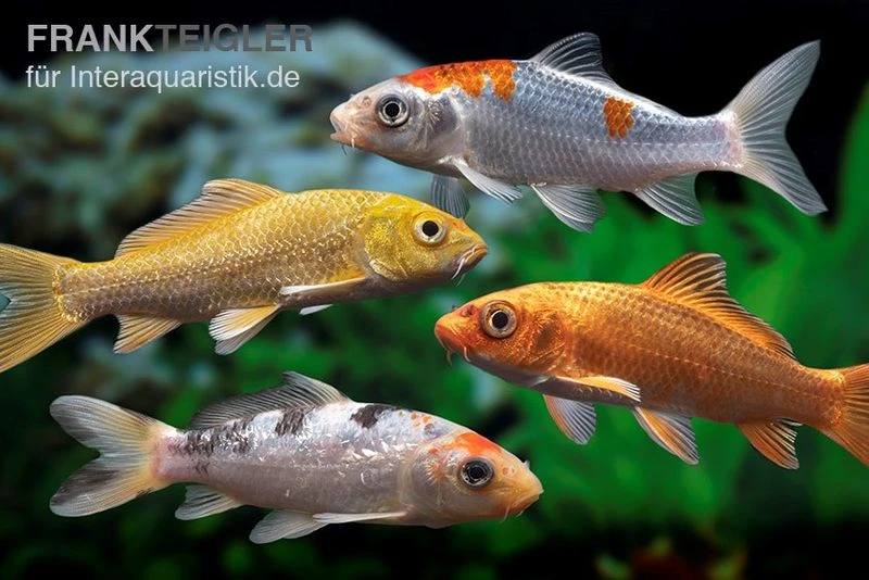 Koi Farbmix Israel, Cyprinus Carpio, Verschiedene Größen (Kaltwasser) 1 Koi Farbmix Israel, Cyprinus Carpio, Verschiedene Größen (Kaltwasser)
