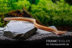 Kongo-Stachelaal, Mastacembelus Cf. Greshoffi (Kongo) -Tier Produkt Geschäft Kongo Stachelaal Mastacembelus cf greshoffi Kongo 1