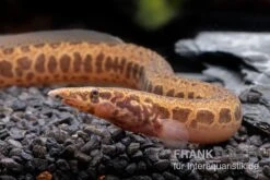 Kongo-Stachelaal, Mastacembelus Cf. Greshoffi (Kongo) -Tier Produkt Geschäft Kongo Stachelaal Mastacembelus cf greshoffi Kongo 2