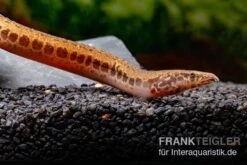 Kongo-Stachelaal, Mastacembelus Cf. Greshoffi (Kongo) -Tier Produkt Geschäft Kongo Stachelaal Mastacembelus cf greshoffi Kongo 5