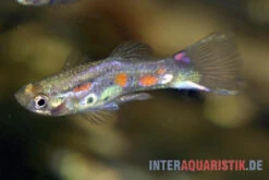 Kongo-Wildguppy, Poecilia Sp. Congo Guppy, 10 Paare (20 Fische) -Tier Produkt Geschäft Kongo Wildguppy Poecilia sp Congo Guppy 1