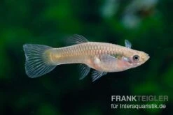 Kongo-Wildguppy, Poecilia Sp. Congo Guppy, 10 Paare (20 Fische) -Tier Produkt Geschäft Kongo Wildguppy Poecilia sp Congo Guppy 10 Paare 3