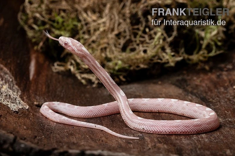 Kornnatter, Pantherophis Guttatus SNOW MOTLEY 1 Kornnatter, Pantherophis Guttatus SNOW MOTLEY
