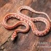 Kornnatter, Pantherophis Guttatus ULTRAMEL TESSERA