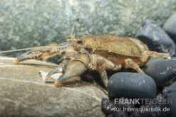 Krabbenkrebs, Aegla Platensis