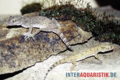Krokodilgecko, Cyrtopodion Scabrum -Tier Produkt Geschäft Krokodilgecko Cyrtopodion scabrum 3