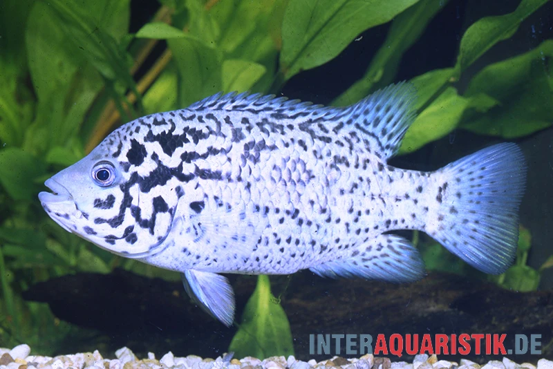 Kubabuntbarsch, Nandopsis Tetracanthus 1 Kubabuntbarsch, Nandopsis Tetracanthus