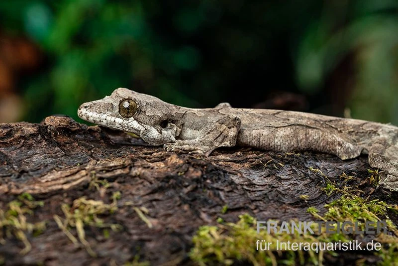 Kuhls-Faltengecko, Ptychozoon Kuhli 1 Kuhls-Faltengecko, Ptychozoon Kuhli