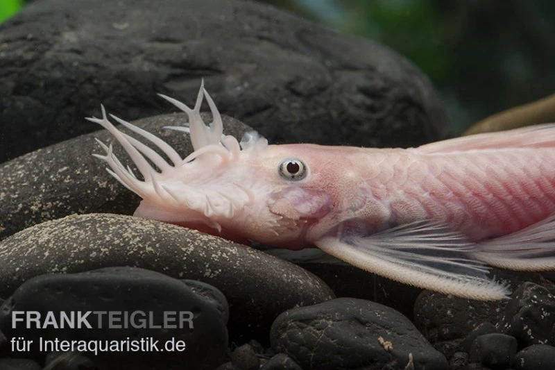 Weißer Antennenwels, Ancistrus Sp. Weiß (Black Eyes) 2 Weißer Antennenwels, Ancistrus Sp. Weiß (Black Eyes) – Bild 2