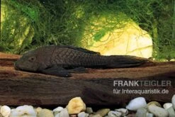 Wels L152 Orinoko-Tannenzapfenwels, Pseudorinelepis Genibarbis 7 Wels L152 Orinoko-Tannenzapfenwels, Pseudorinelepis Genibarbis -Tier Produkt Geschäft L 152 Pseudorinelepis sp 2