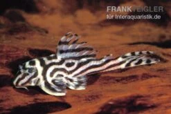 Zebra-Harnischwels, Hypancistrus Spec. L173b "NEW ZEBRA", 4-5 Cm -Tier Produkt Geschäft L 173 Hypancistrus sp NEW ZEBRA