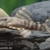 Wels L 288 Zwergschilderwels, Peckoltia Spec