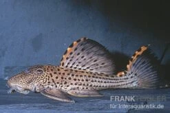 Wels L91 Orangesaum-Rüsselzahnwels, Leporacanthicus Triactis -Tier Produkt Geschäft L 91 Leporacanthicus triactis