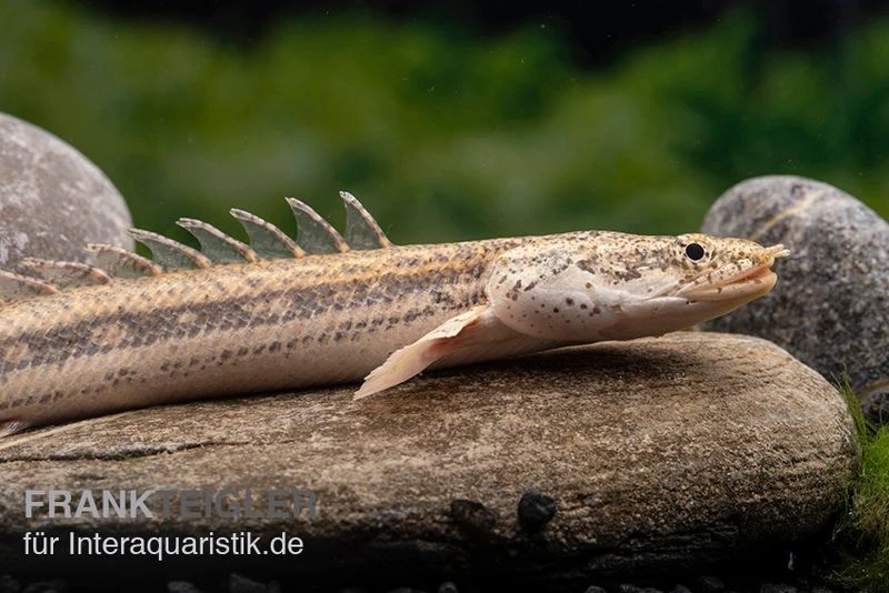 Lapradei-Flösselhecht, Polypterus Lapradei, 20-30 Cm 1 Lapradei-Flösselhecht, Polypterus Lapradei, 20-30 Cm