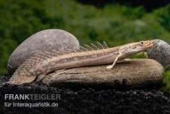 Lapradei-Flösselhecht, Polypterus Lapradei, 20-30 Cm 6 Lapradei-Flösselhecht, Polypterus Lapradei, 20-30 Cm -Tier Produkt Geschäft Lapradei Floesselhecht Polypterus lapradei 3