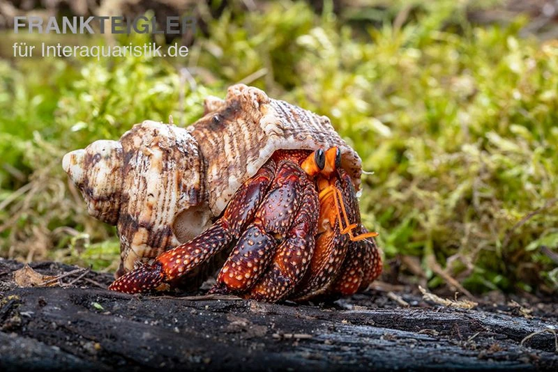 Lava-Landeinsiedlerkrebs, Coenobita Sp. Lava (Größe XL) 1 Lava-Landeinsiedlerkrebs, Coenobita Sp. Lava (Größe XL)