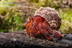 Lava-Landeinsiedlerkrebs, Coenobita Sp. Lava (Größe XL) 5 Lava-Landeinsiedlerkrebs, Coenobita Sp. Lava (Größe XL) -Tier Produkt Geschäft Lava Landeinsiedlerkrebs Coenobita sp Lava 3